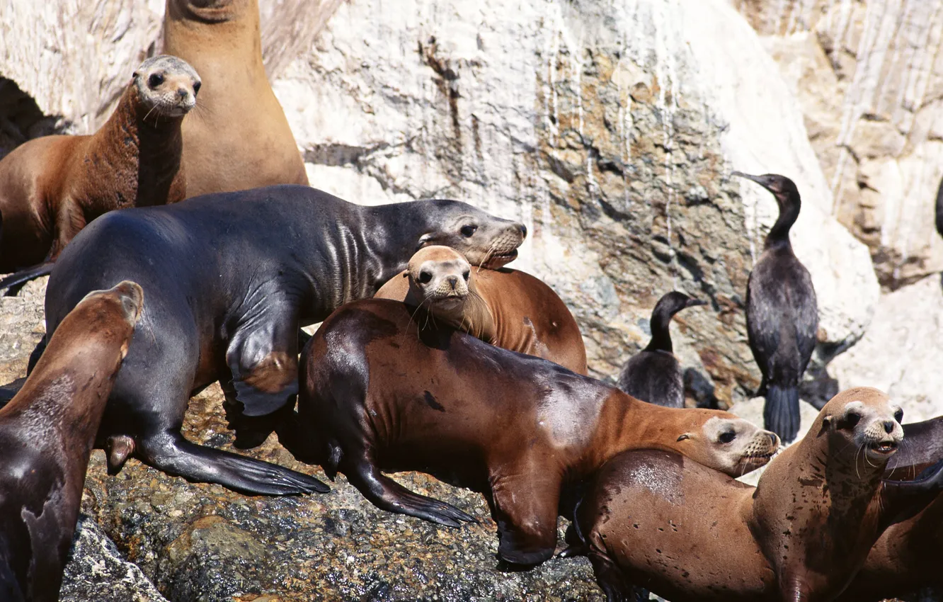 Photo wallpaper rocks, cat, cormorants