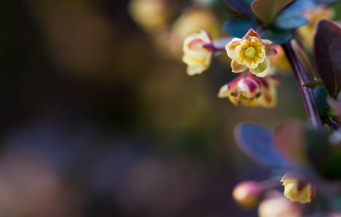 Photo wallpaper leaves, macro, stem