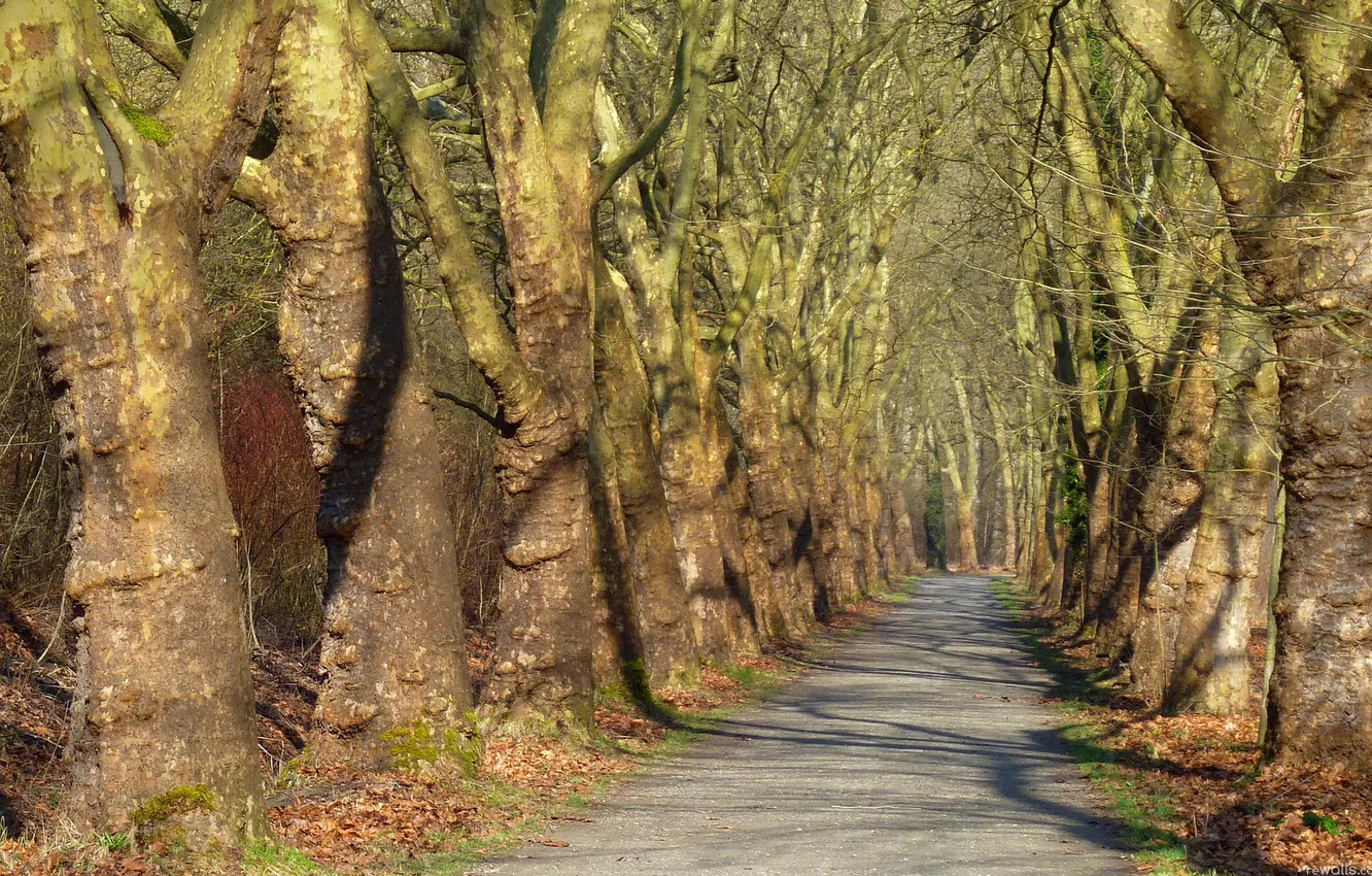 Photo wallpaper autumn, trees, Park, track, trunk, alley