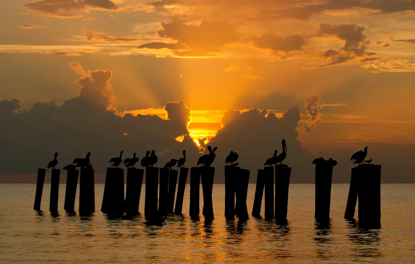 Photo wallpaper sea, the sun, sunset, birds, silhouettes, pelicans