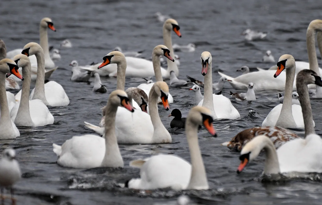 Photo wallpaper water, bird, pack, white, swans