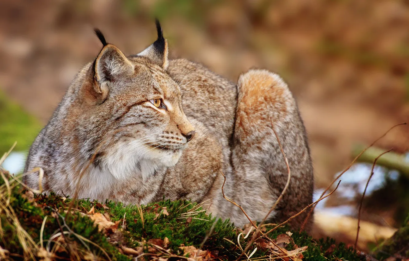 Photo wallpaper cat, predator, lynx