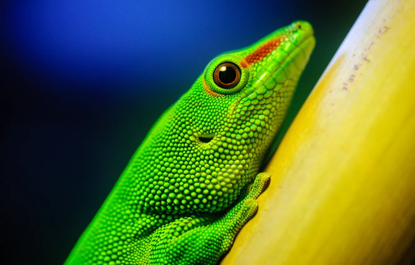 Photo wallpaper green, plant, lizard, Gecko