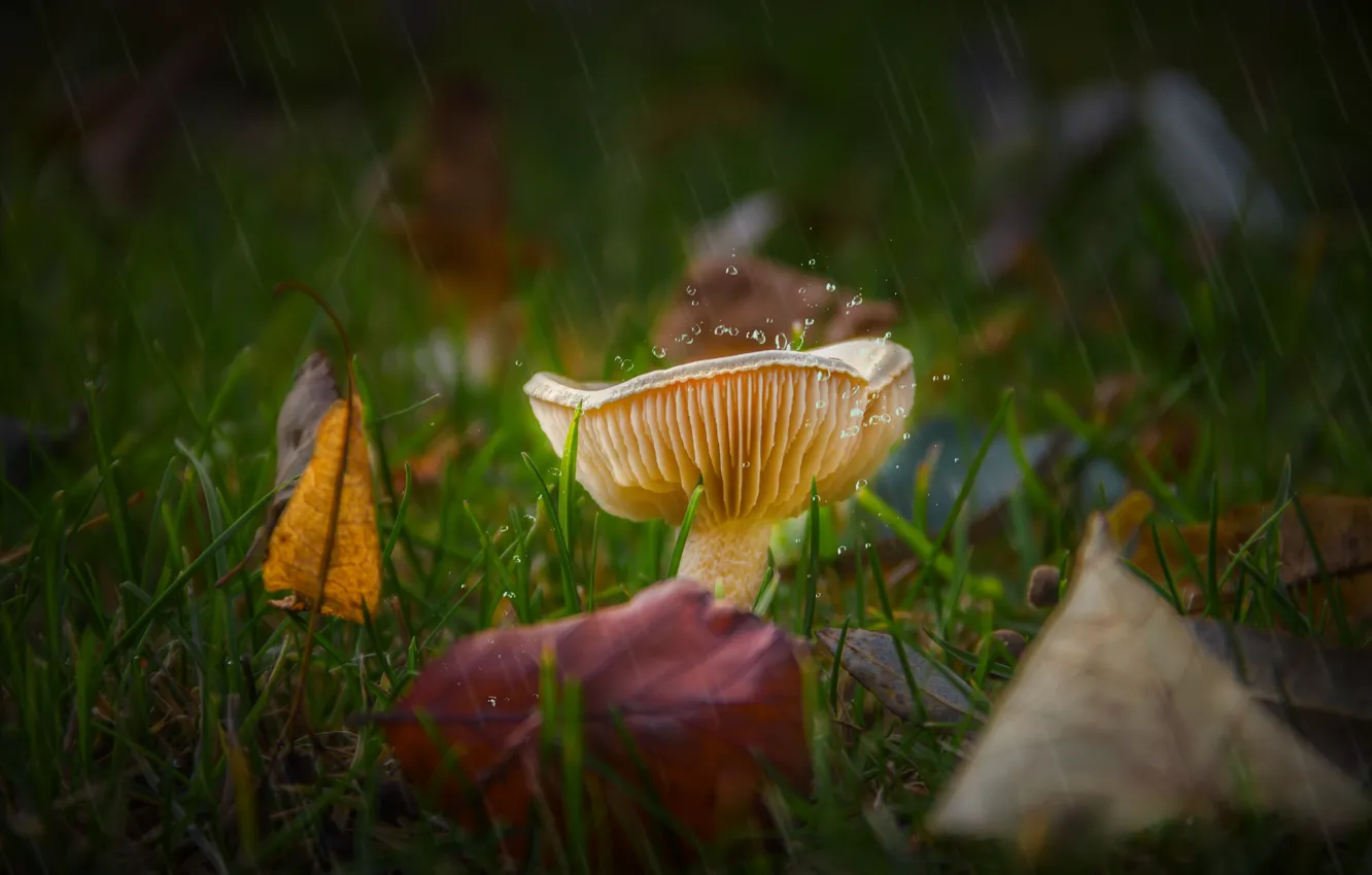 Photo wallpaper autumn, grass, leaves, drops, rain, glade, mushrooms, autumn leaves