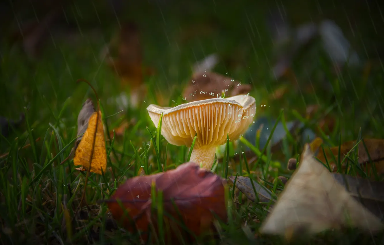 Photo wallpaper autumn, grass, leaves, drops, rain, glade, mushroom, autumn leaves