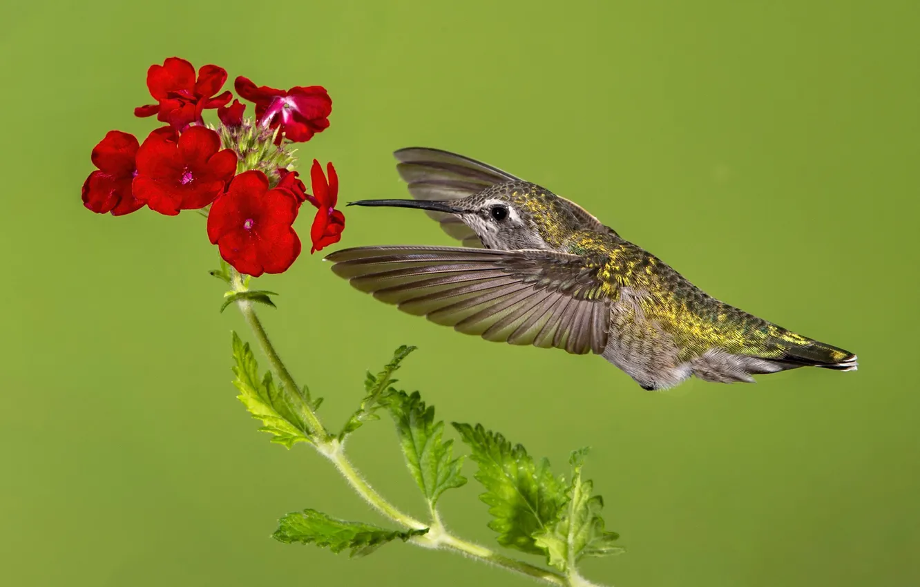 Photo wallpaper flower, bird, wings, beak, Hummingbird, Calypte Anna