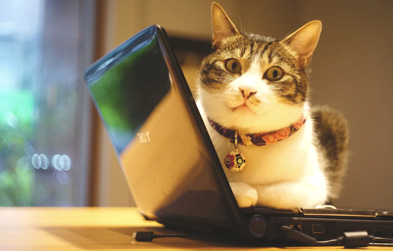 Photo wallpaper cat, eyes, cat, look, light, comfort, wall, portrait