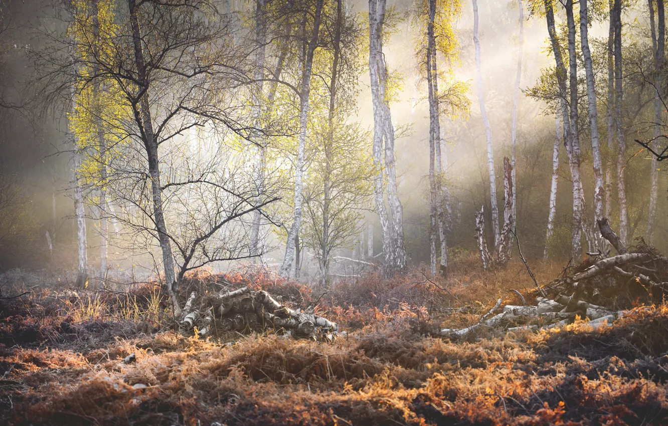 Photo wallpaper autumn, forest, rays, light, branches, fog, glade, haze