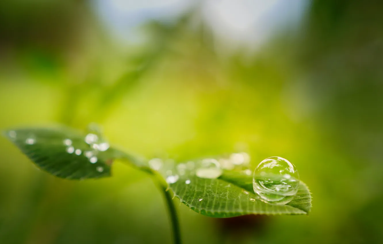 Photo wallpaper leaves, drops, macro