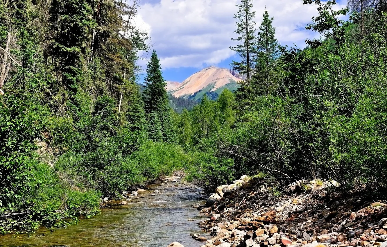 Photo wallpaper forest, the sky, landscape, mountains, stream