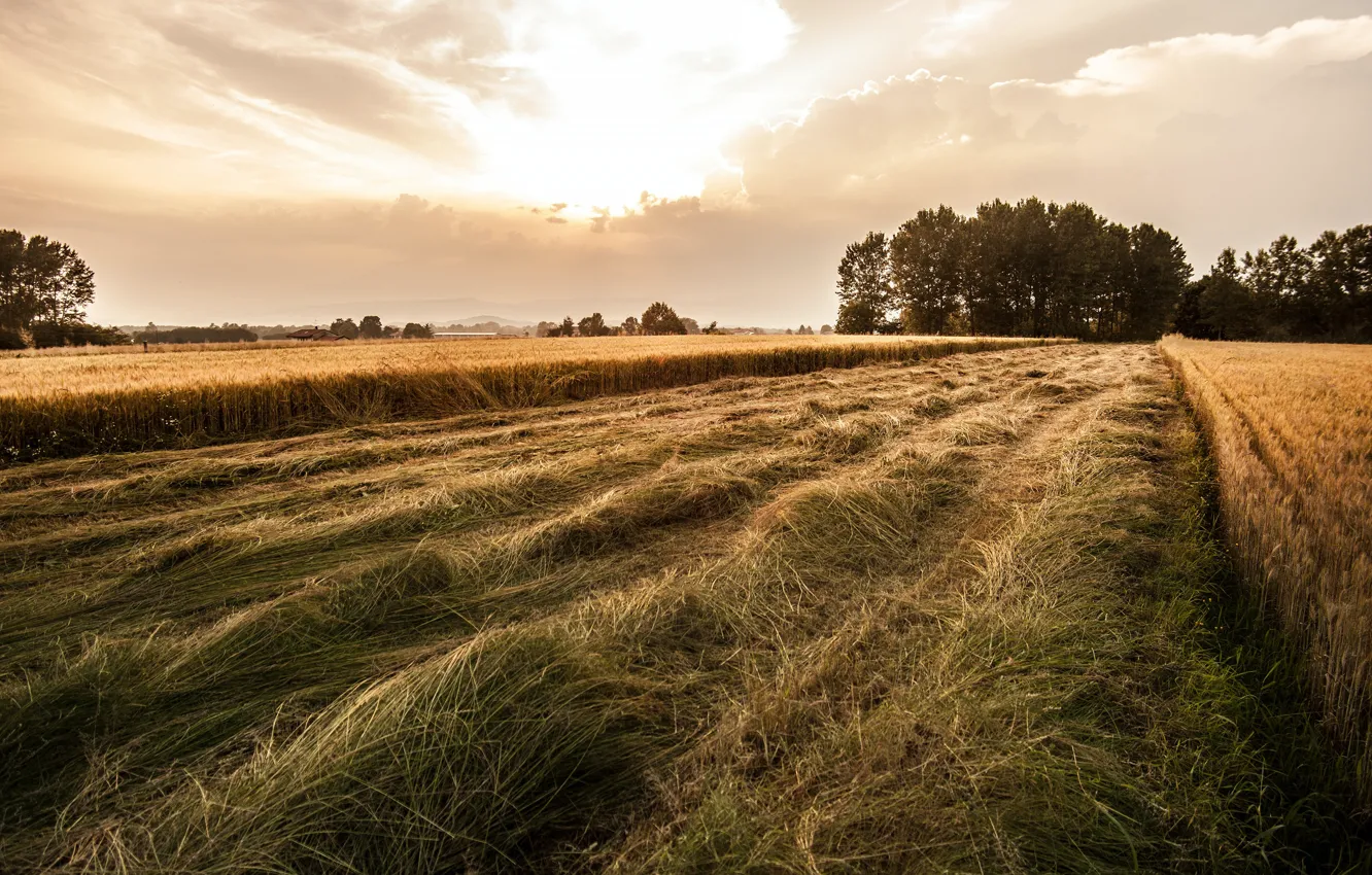 Photo wallpaper field, forest, the sky, hay, straw
