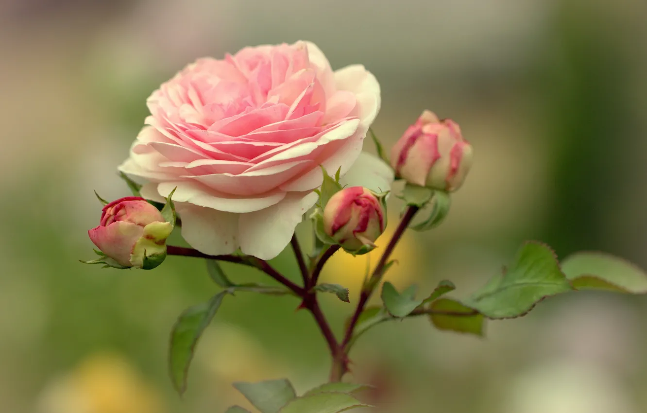 Photo wallpaper blurred background, pink rose, rosebuds