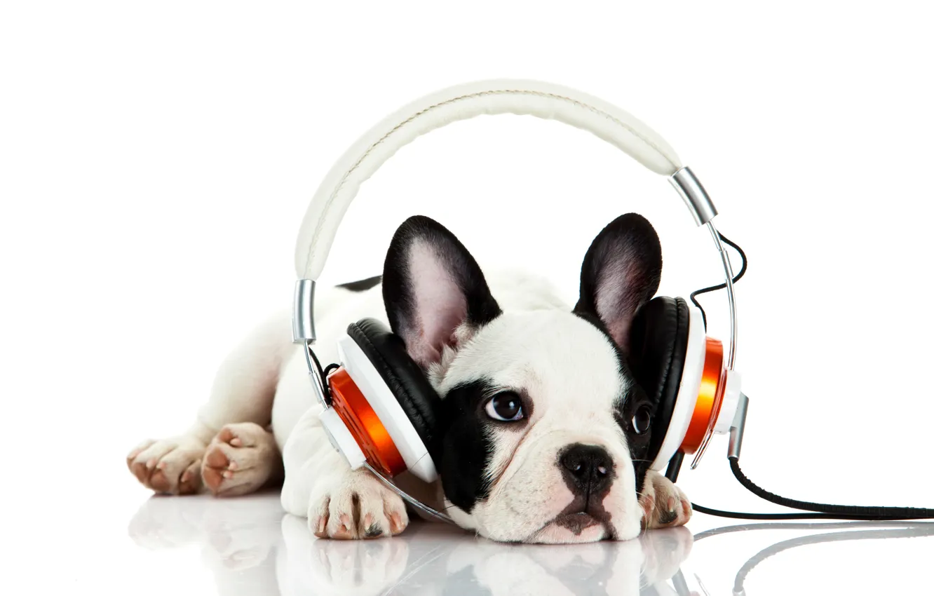 Photo wallpaper Dog, White, Headphones, Bulldog, Puppy, French, Bulldog