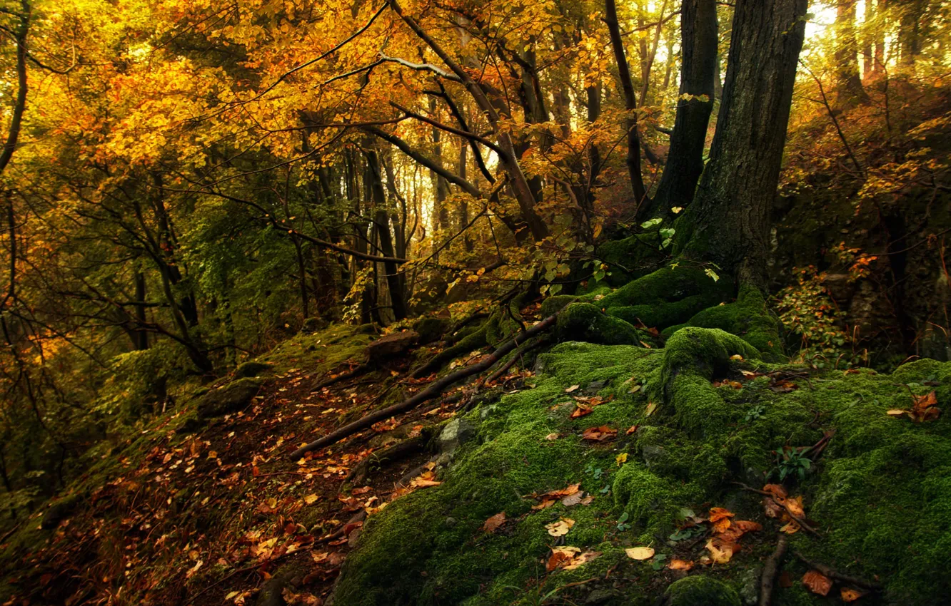 Photo wallpaper autumn, forest, trees, landscape, nature, moss, Tamas Hauk