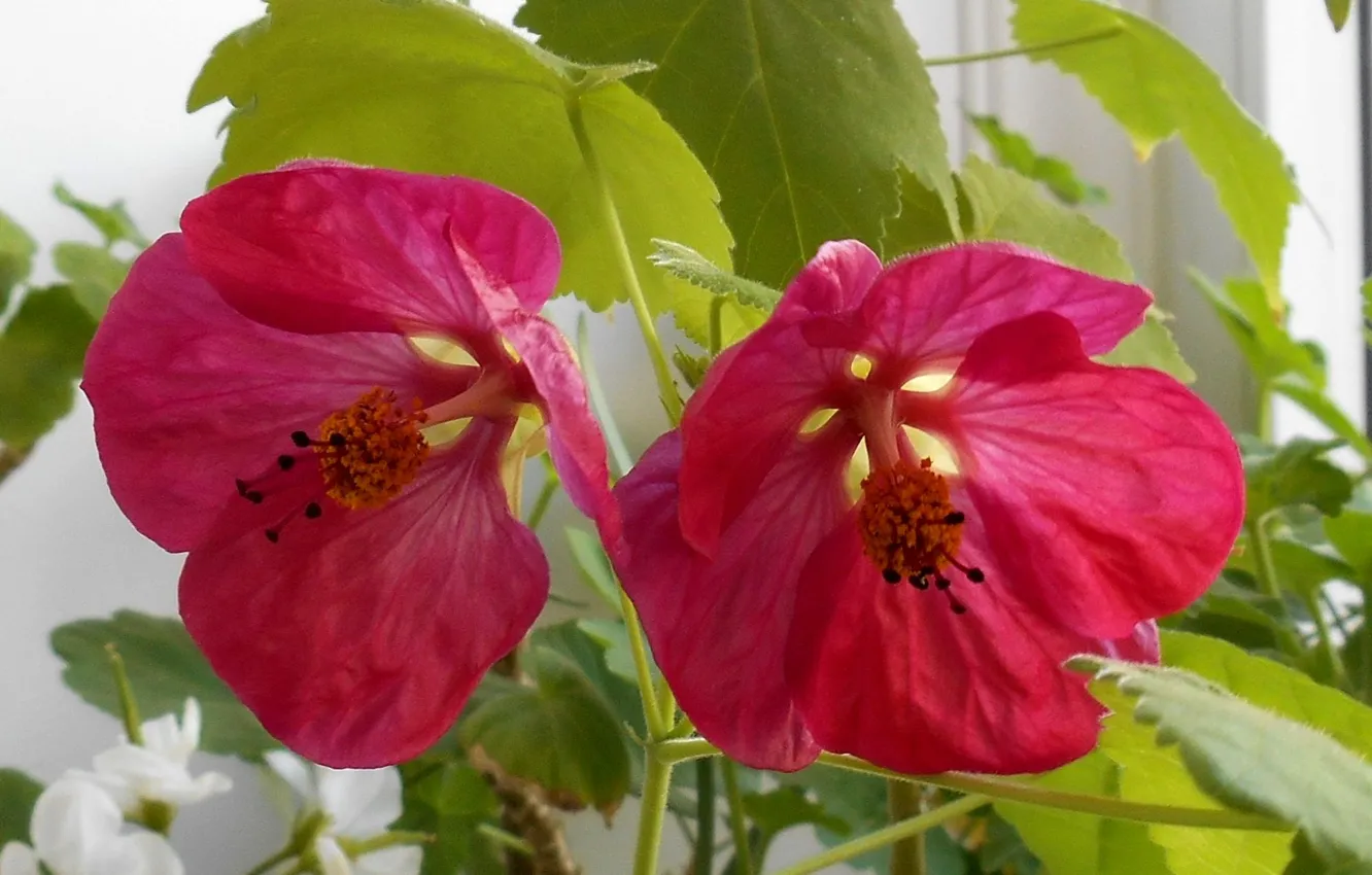Photo wallpaper flowers, room, Abutilon, indoor maple