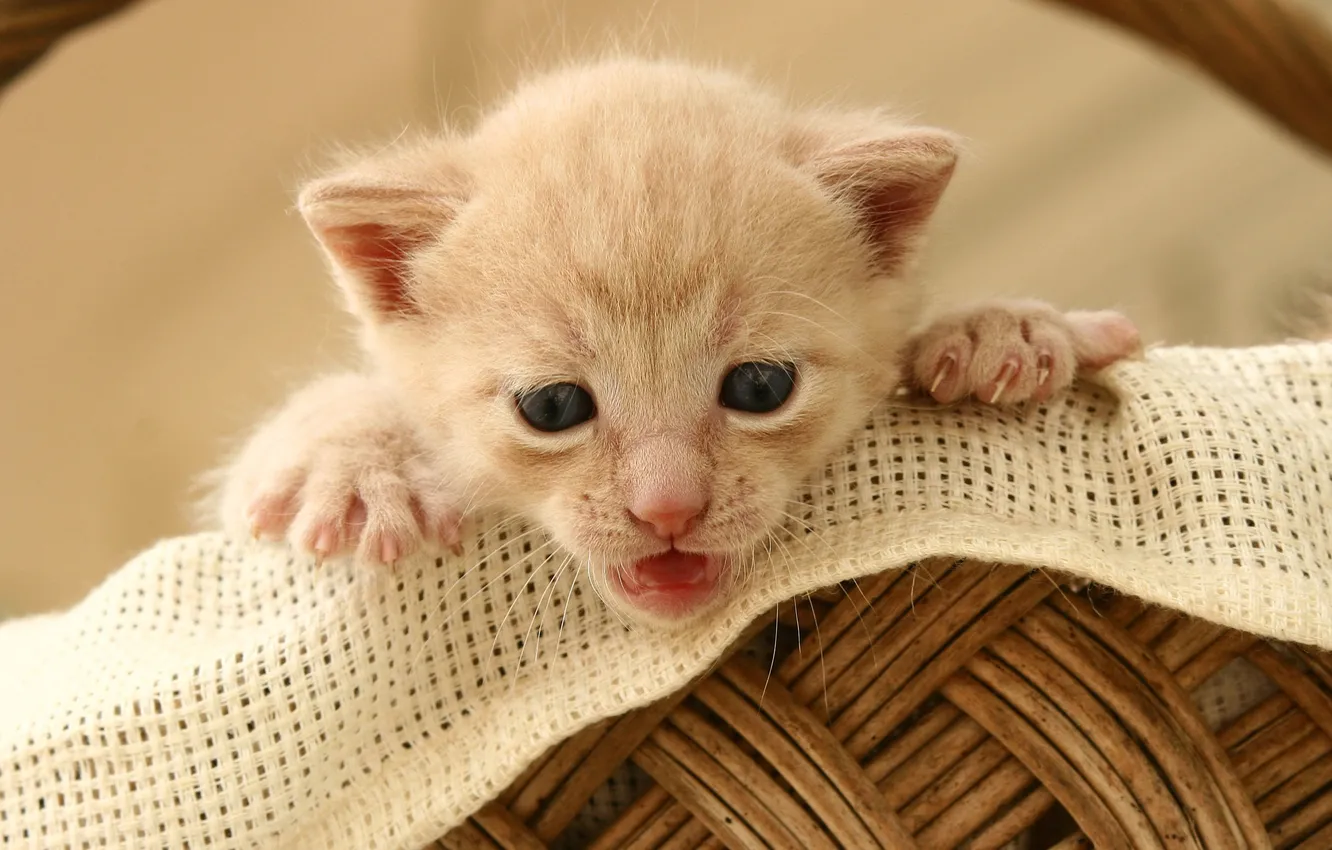Photo wallpaper cat, cat, kitty, basket, small, cat