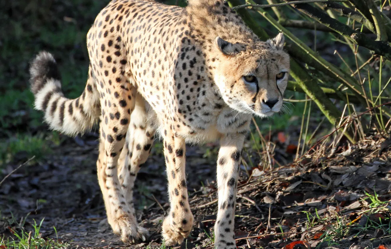Photo wallpaper cat, Cheetah, walk