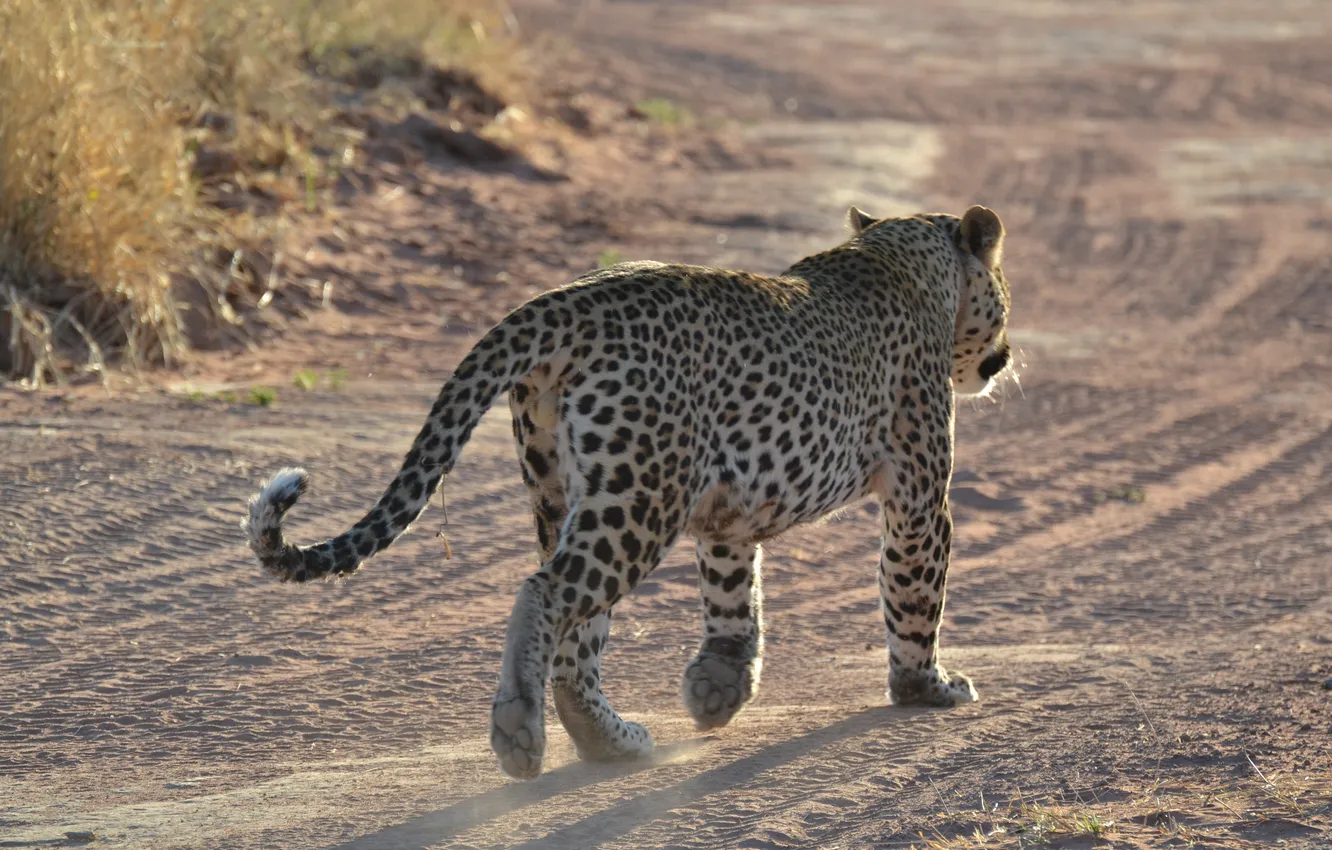 Photo wallpaper leopard, Africa, Namibia