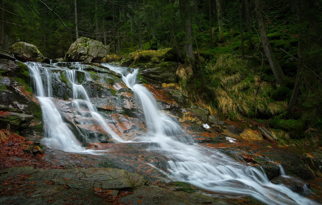 Photo wallpaper forest, river, stones, stream