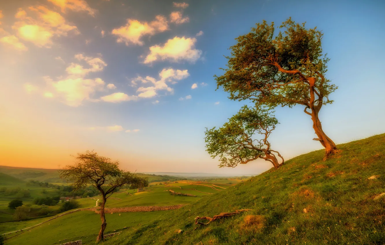 Photo wallpaper trees, landscape, hills, England, Yorkshire
