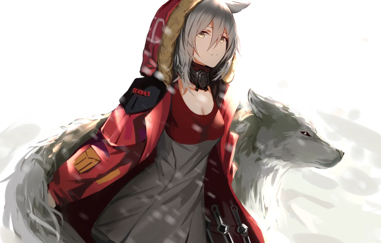 Photo wallpaper girl, Wolf, Anime, higandgk, arknights, projekt red