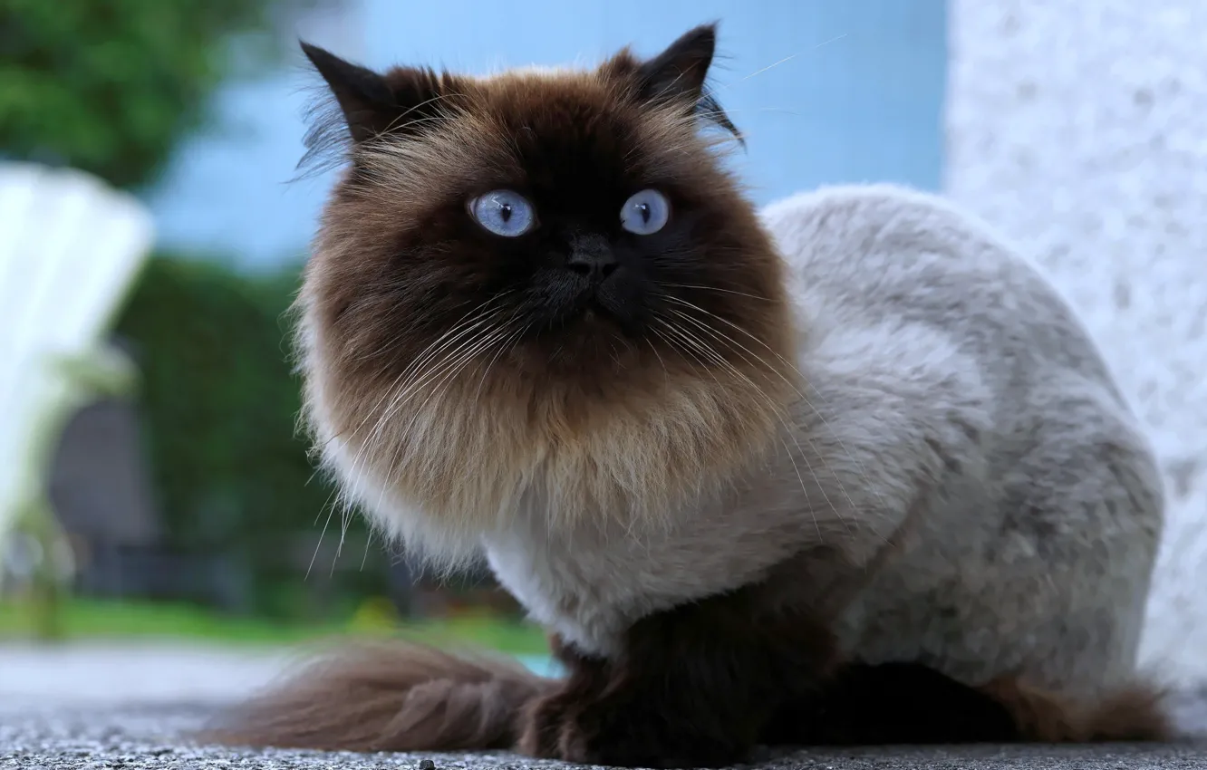 Photo wallpaper cat, eyes, look, wool