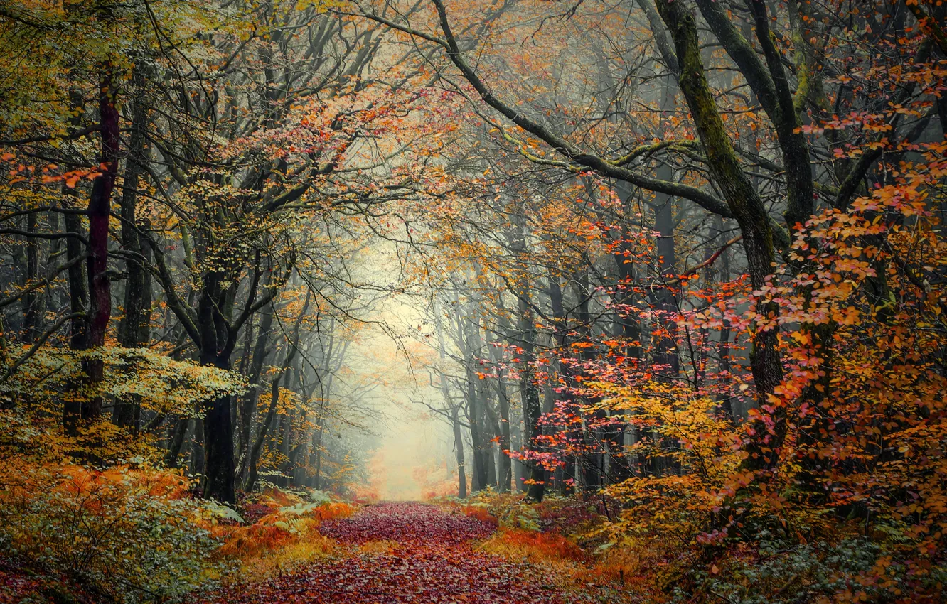 Photo wallpaper autumn, forest, nature