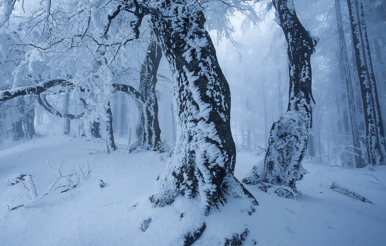 Photo wallpaper winter, forest, snow