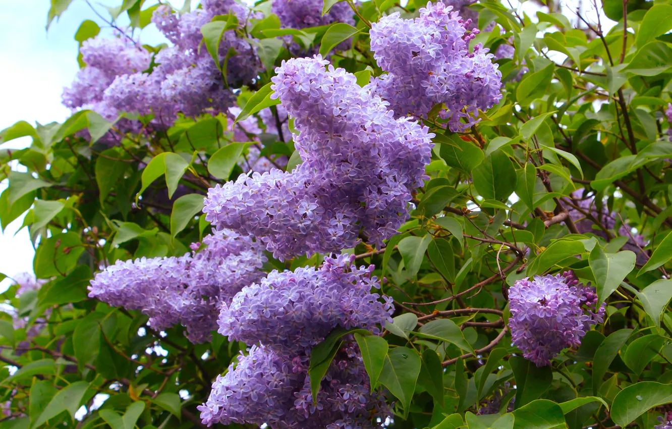 Photo wallpaper spring, lilac, blooming
