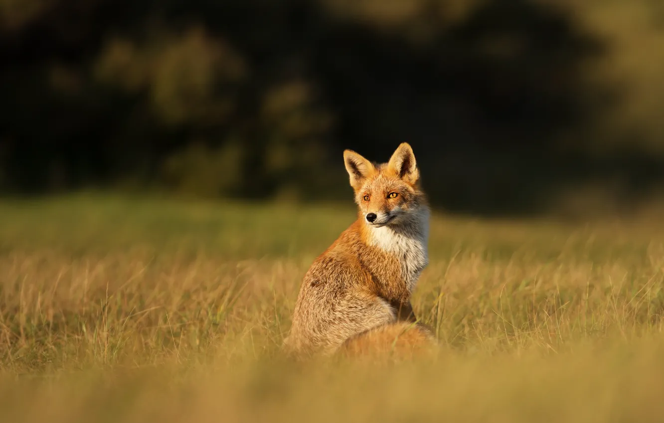 Photo wallpaper field, grass, Fox, sitting