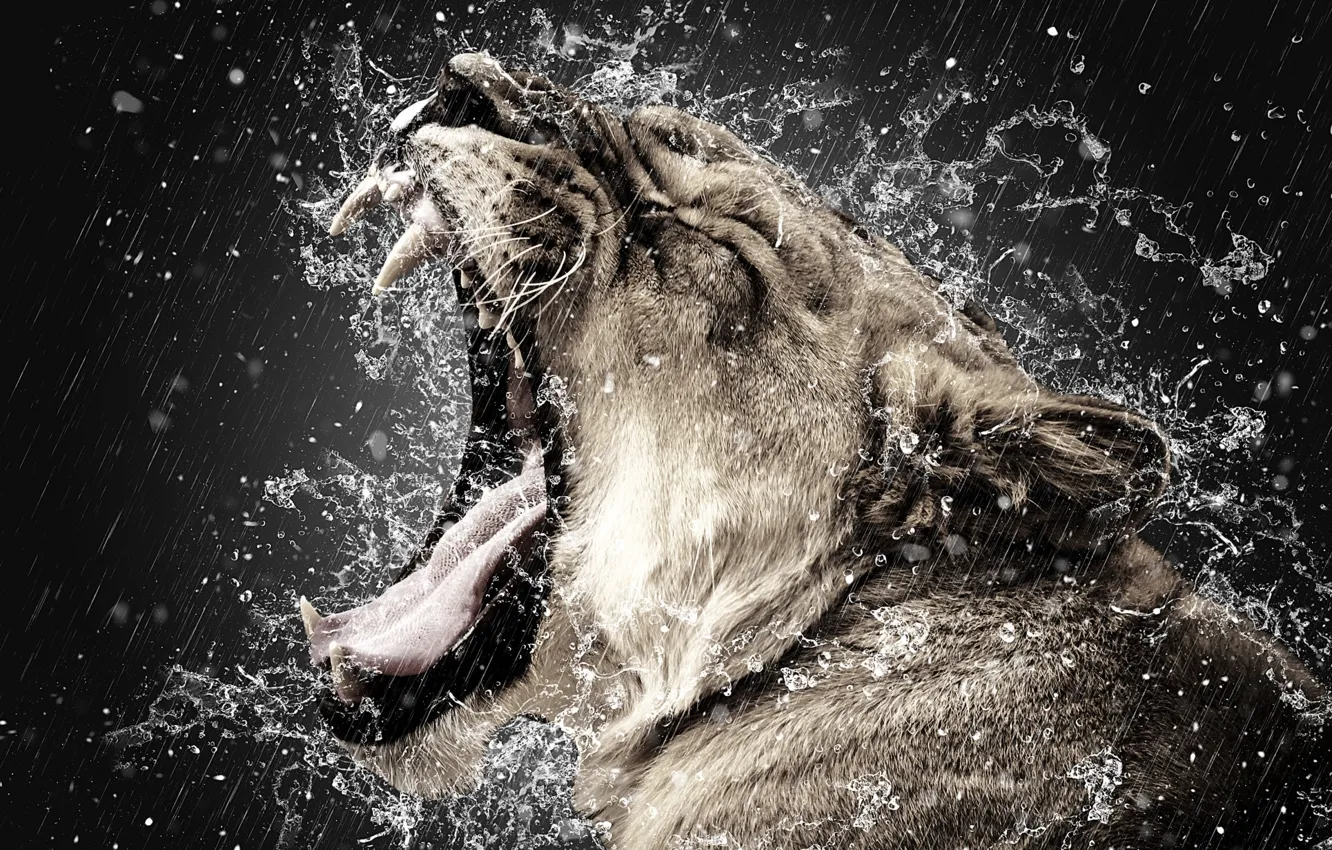 Photo wallpaper drops, rain, teeth, mouth, lioness