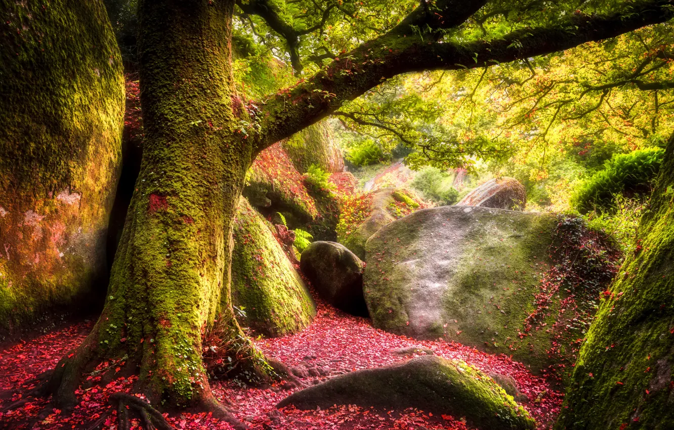 Photo wallpaper autumn, forest, leaves, trees, stones, moss