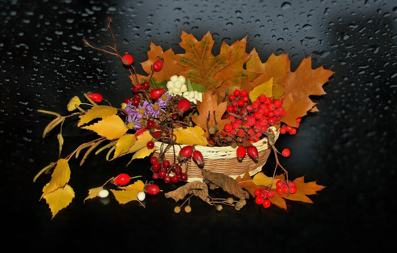 Photo wallpaper briar, Rowan, Still life, AUTUMN, photo Elena Anikina