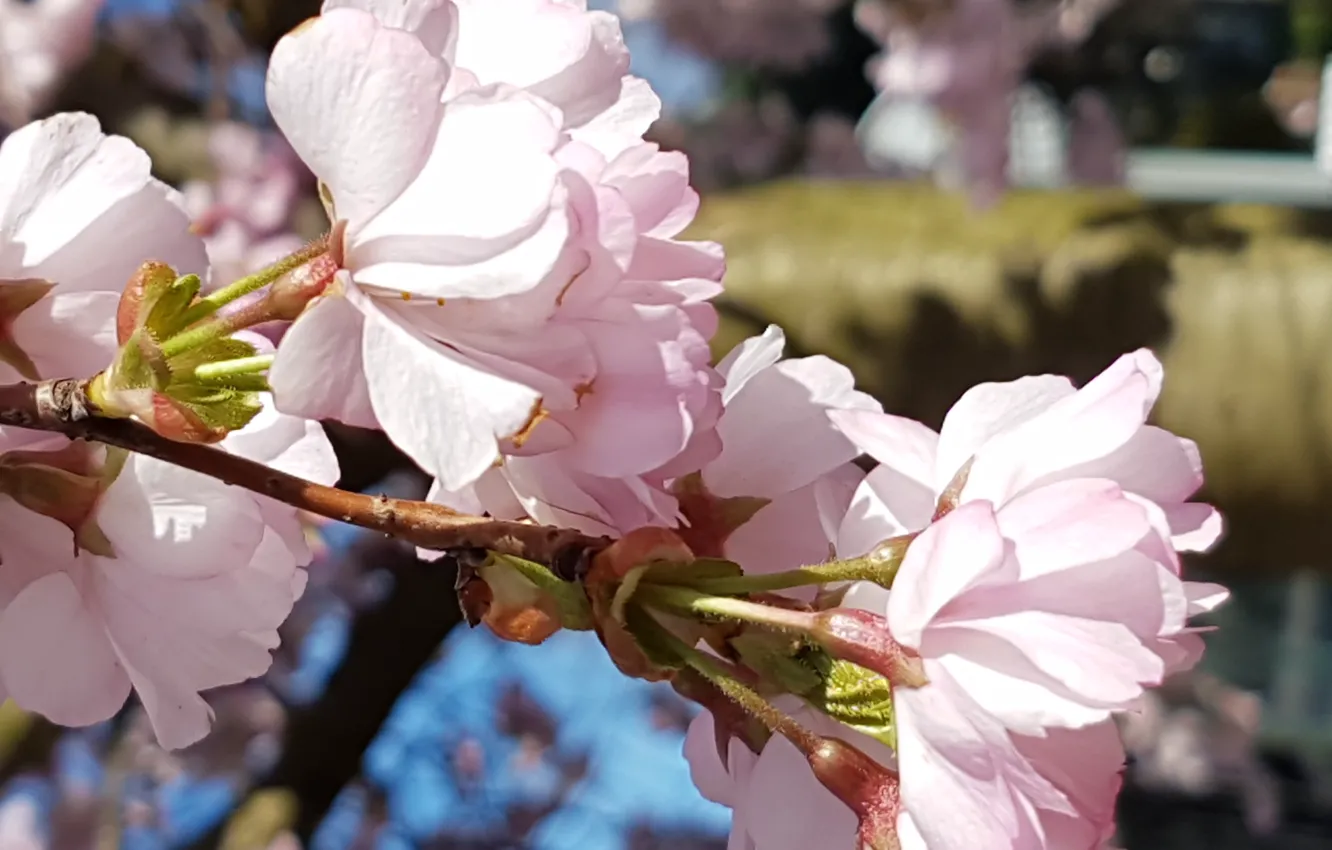 Photo wallpaper big, pink, flowers, sky blue, natura, Sakura spring, japoneese
