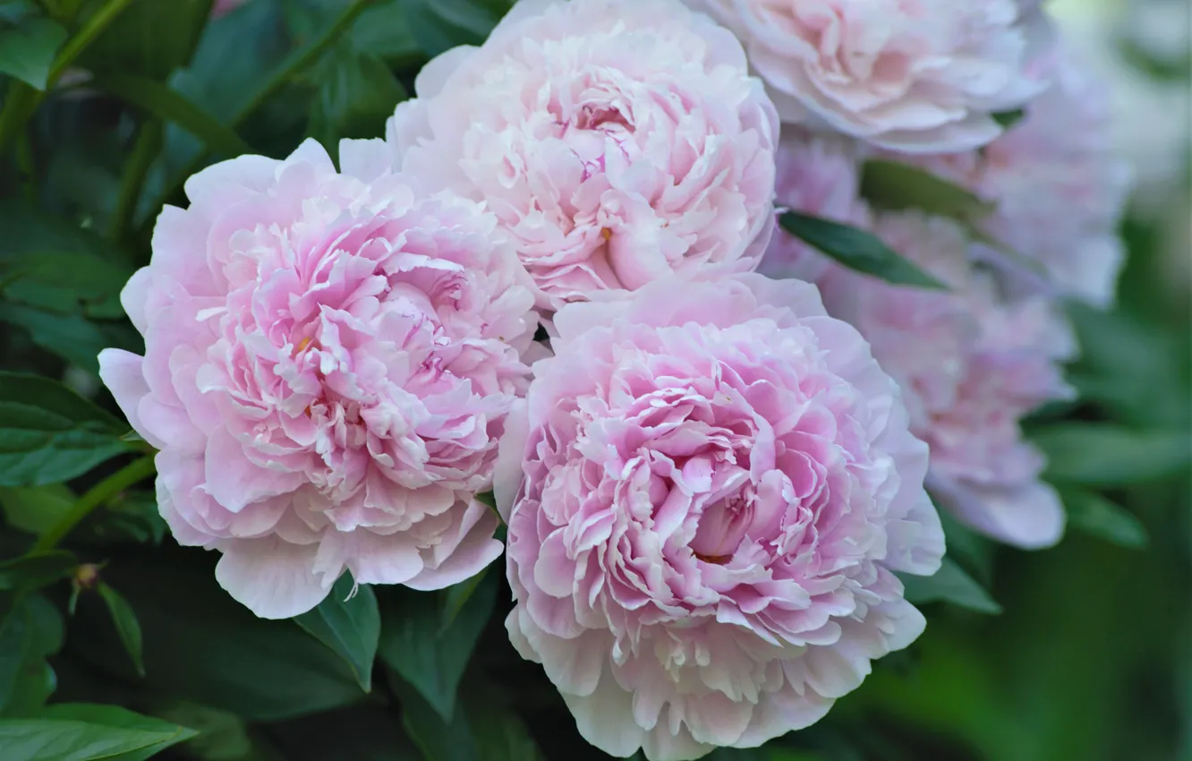Photo wallpaper pink, peonies, lush