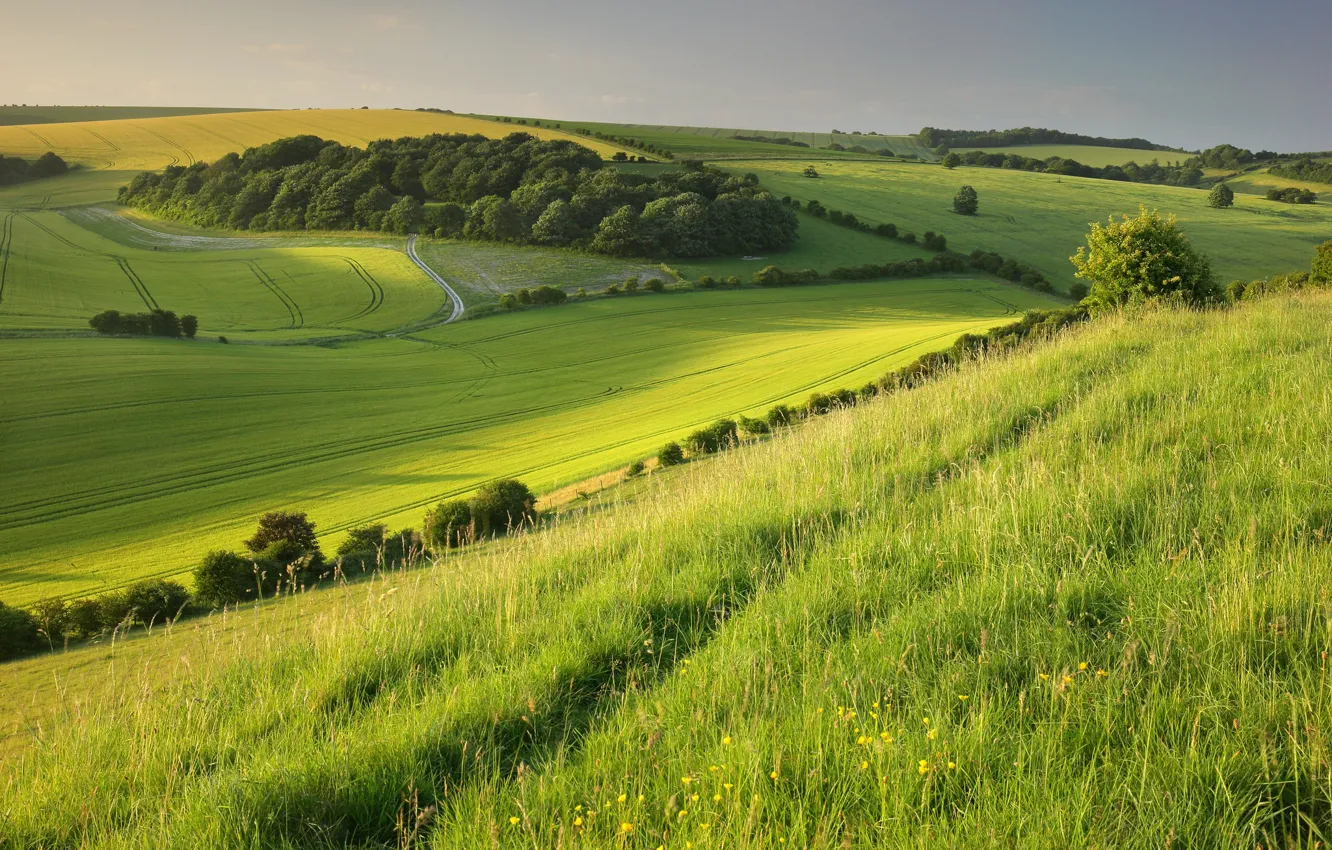 Photo wallpaper field, trees, photo, hills