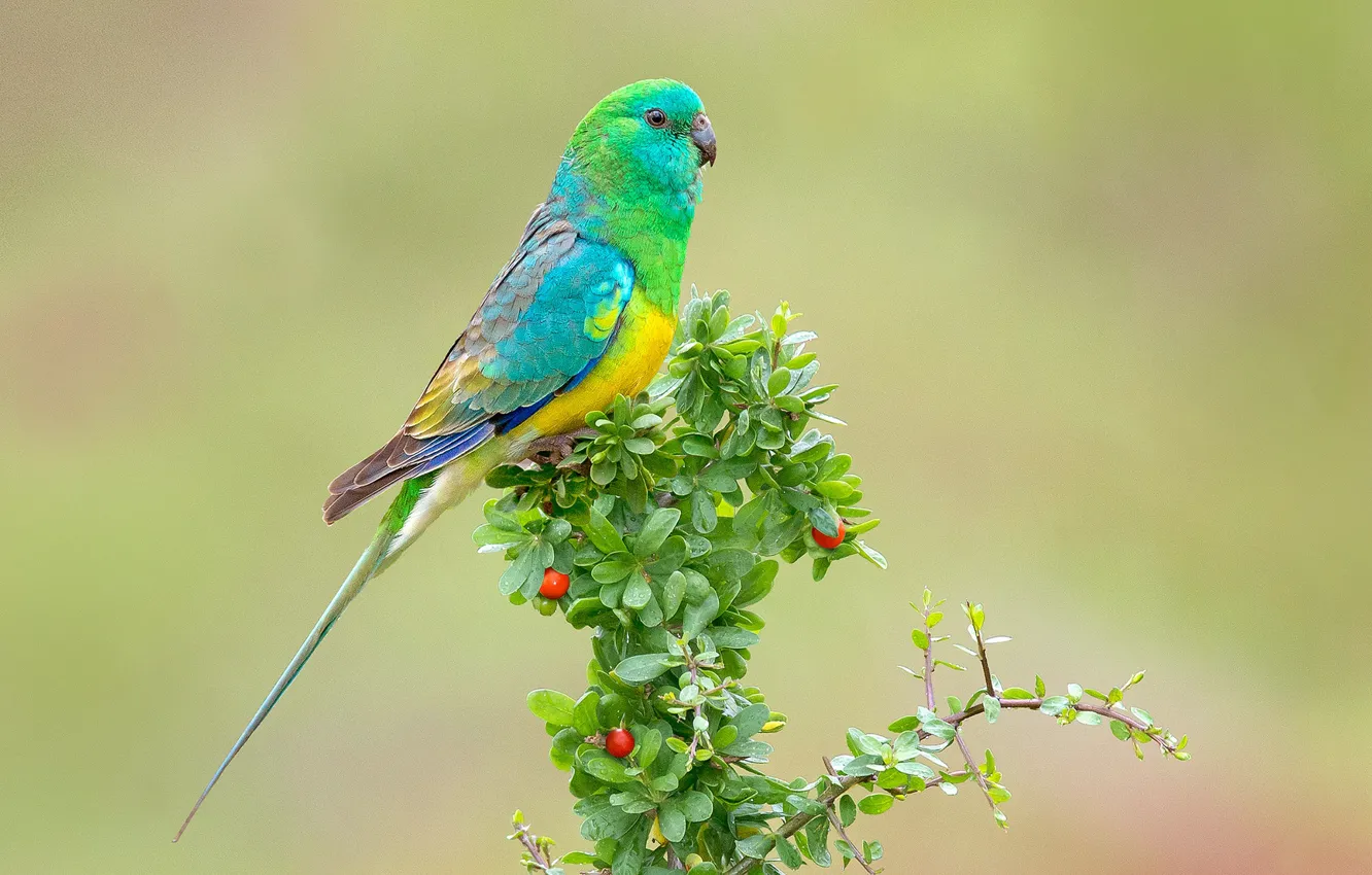 Photo wallpaper branches, bright, parrot