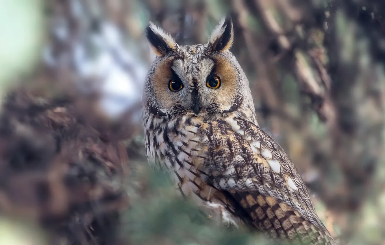 Photo wallpaper nature, owl, bird, long-eared owl, long-eared owl