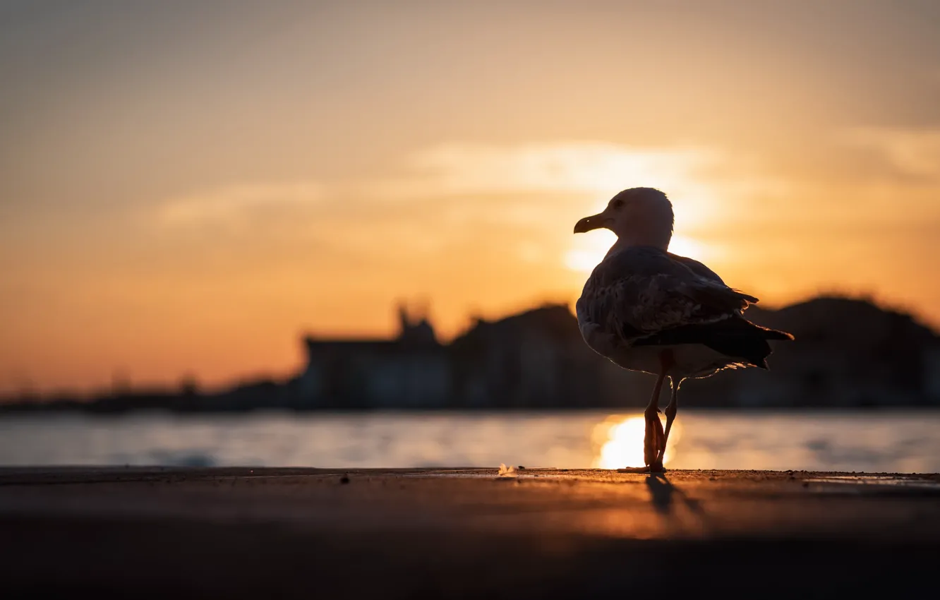 Photo wallpaper light, sunset, bird