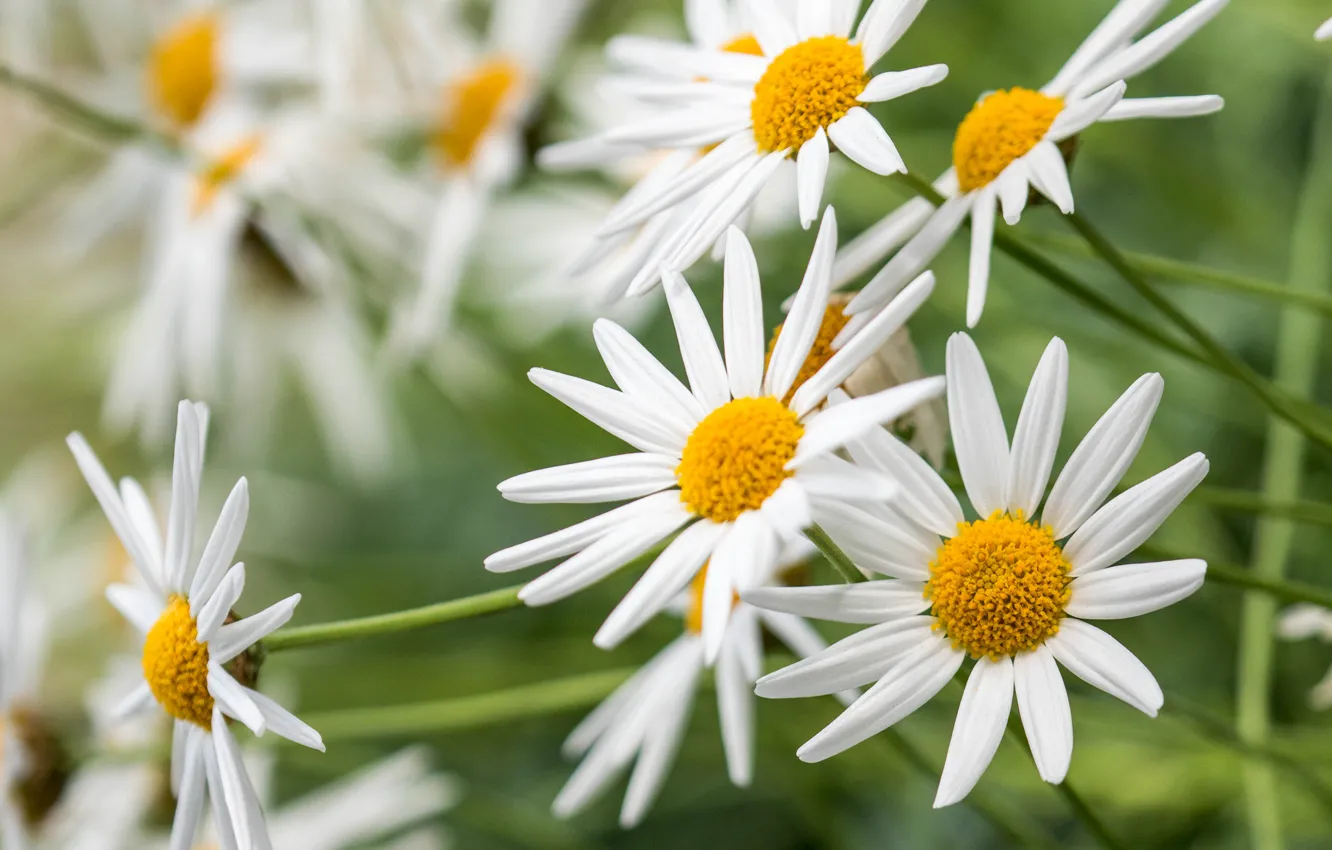 Photo wallpaper chamomile, petals, garden, meadow