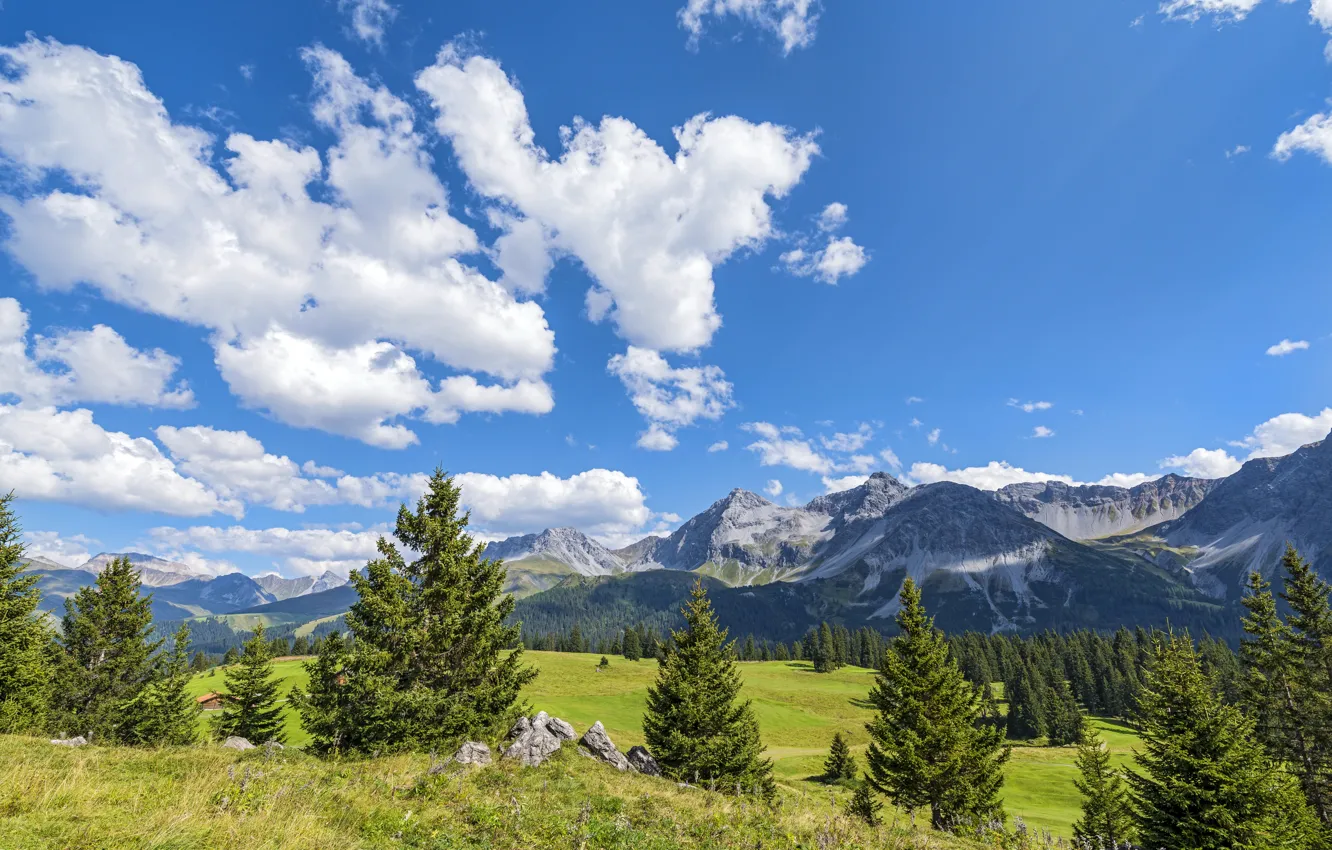 Photo wallpaper field, forest, the sky, grass, the sun, clouds, trees, mountains