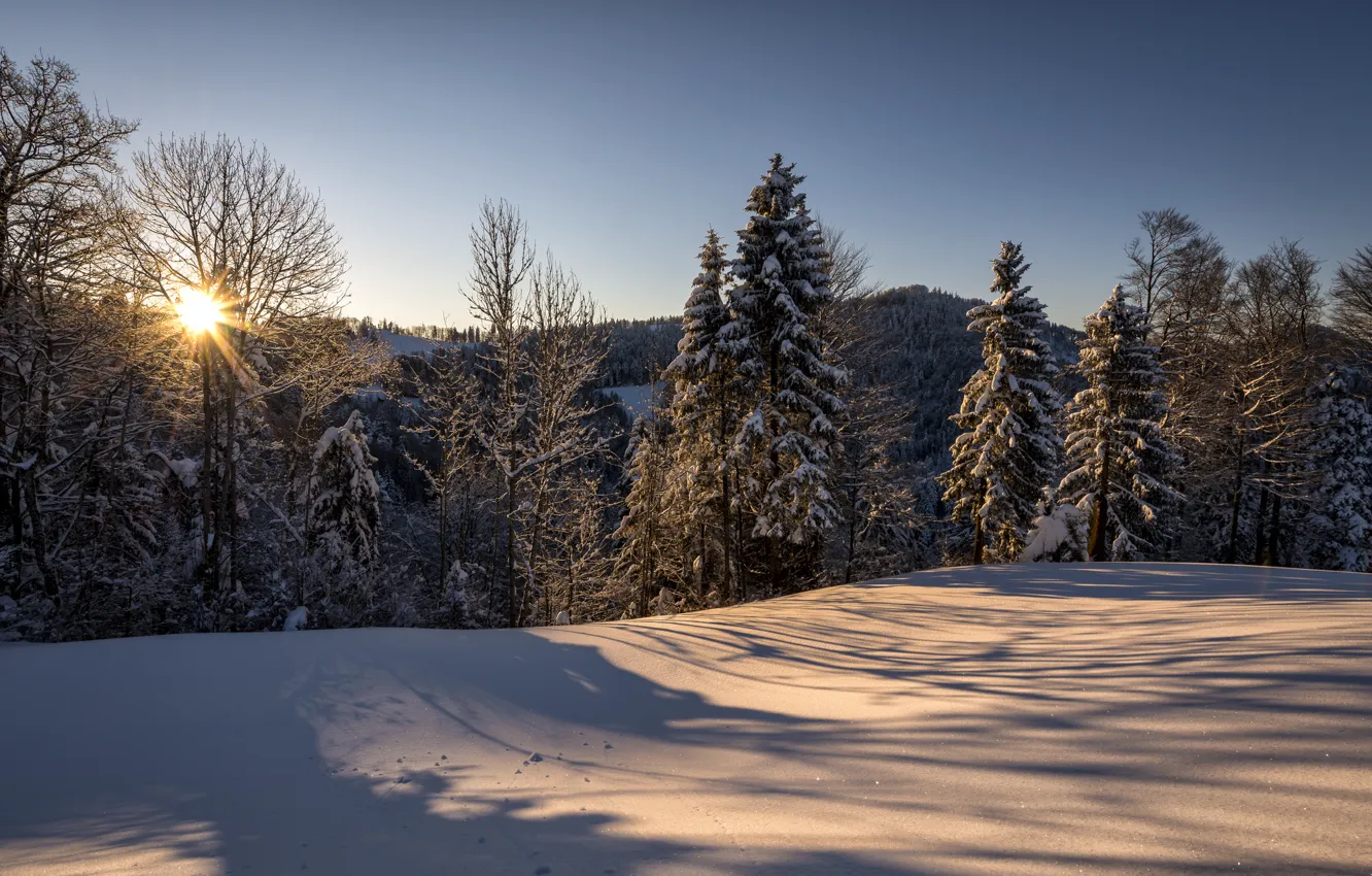 Photo wallpaper winter, forest, the sun, snow, nature, morning, Switzerland, St. Gallen