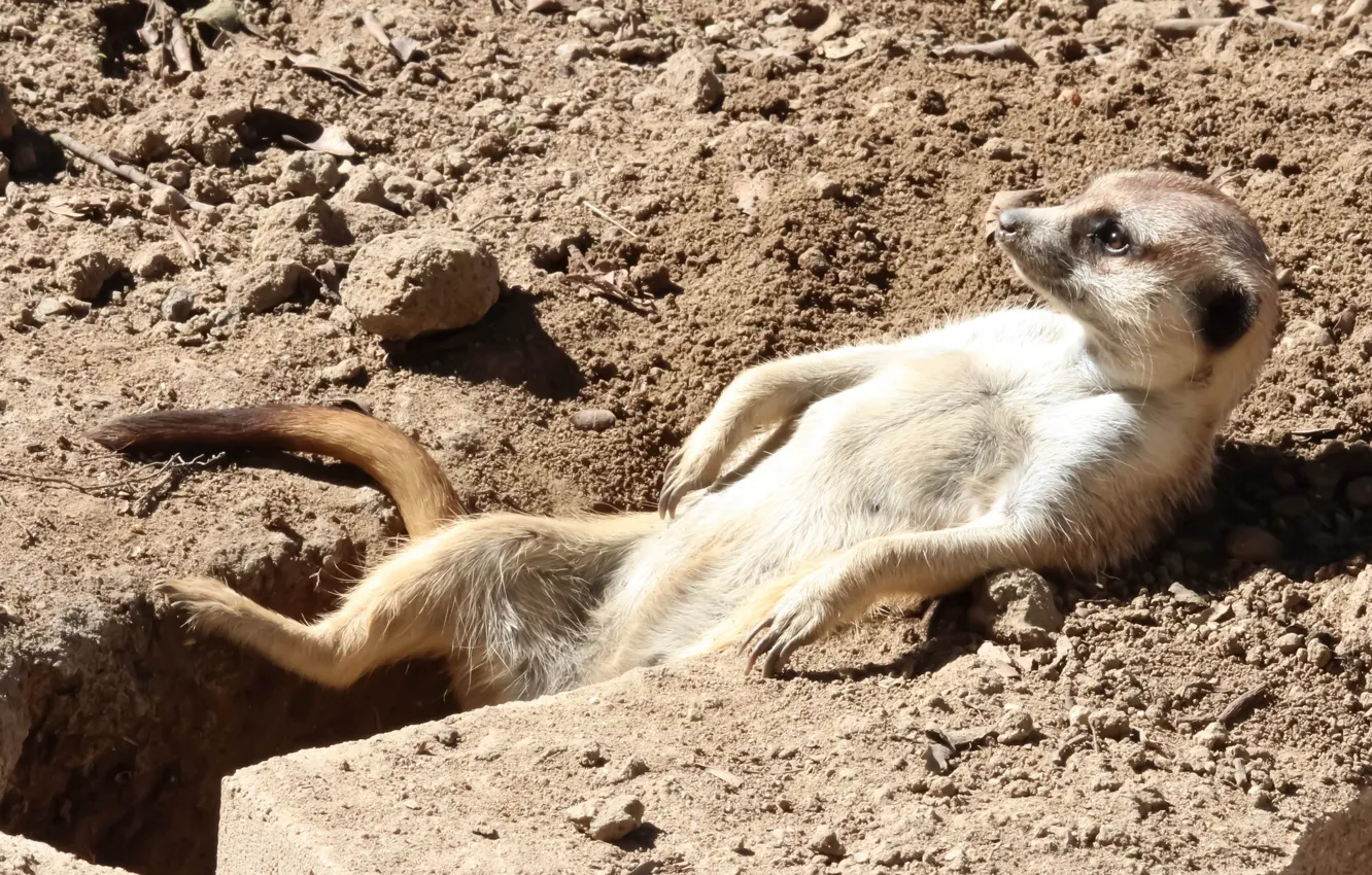 Photo wallpaper relax, meerkats, Nora, chill, the sun