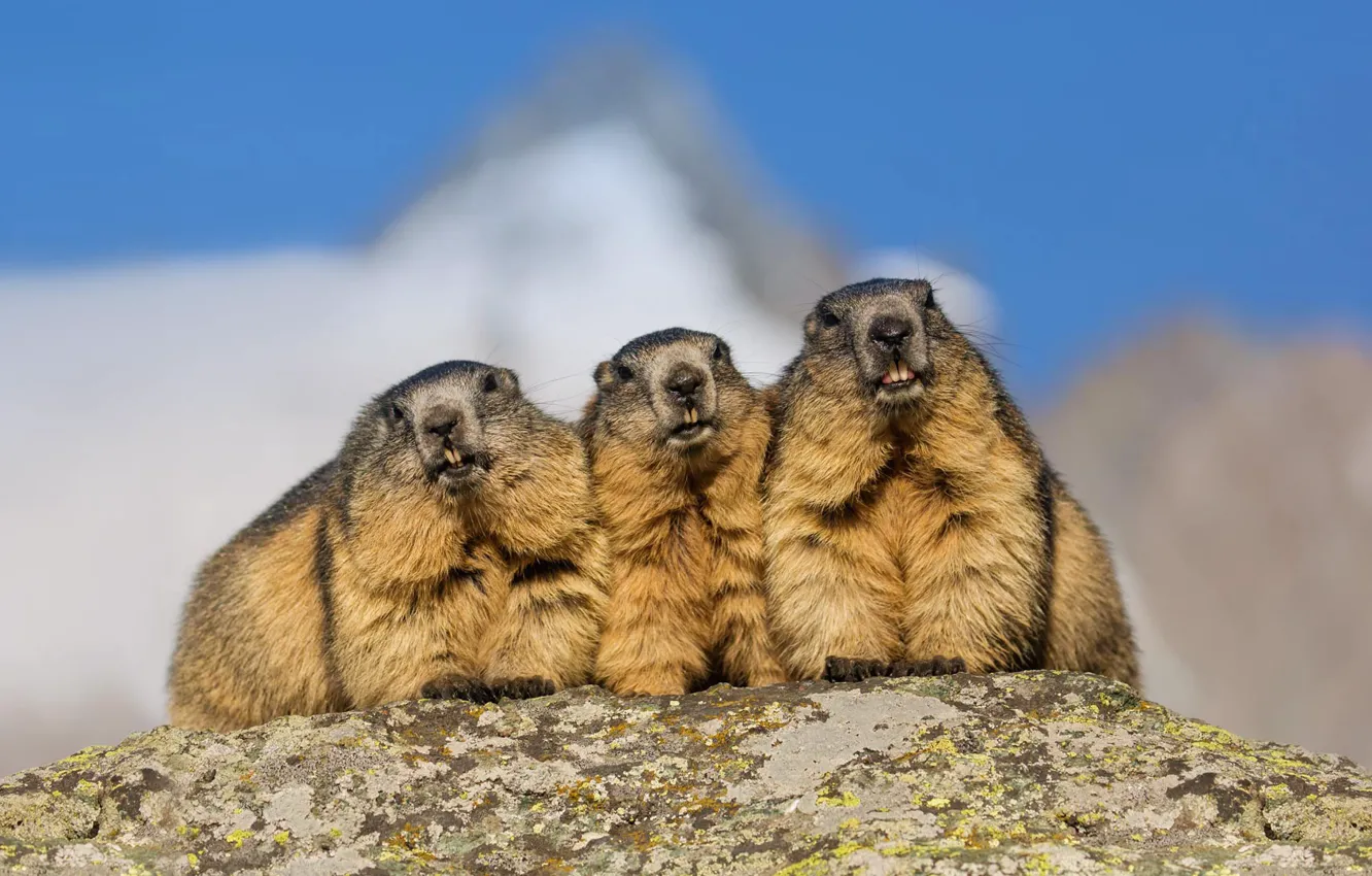 Photo wallpaper mountains, Alps, marmot, rodent