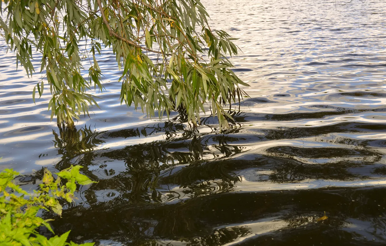 Photo wallpaper Water, Lake, Leaves, Branch, Lake, Trees