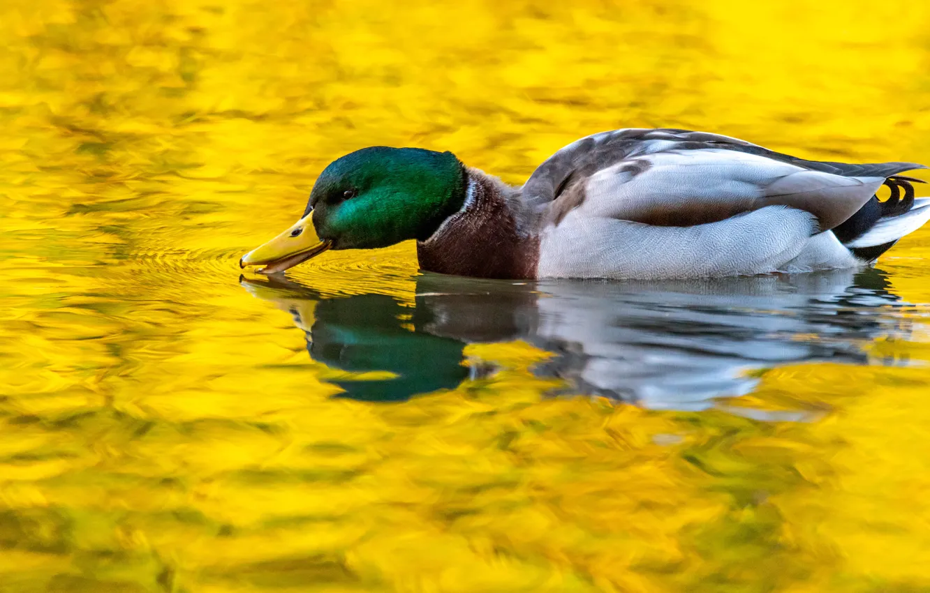 Photo wallpaper water, reflection, duck, yellow background, pond, swimming, Drake