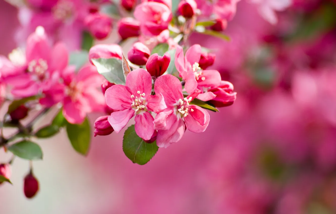 Photo wallpaper flowers, branches, spring, flowering