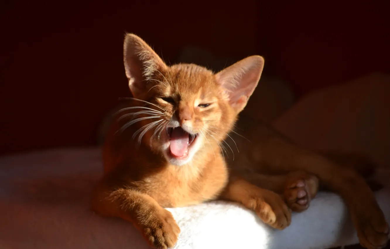 Photo wallpaper kitty, yawns, Abyssinian Cat