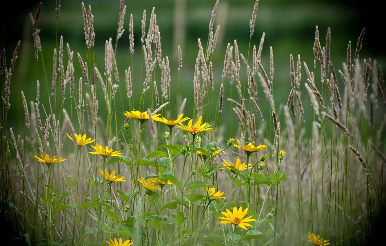 Photo wallpaper summer, grass, flowers, nature