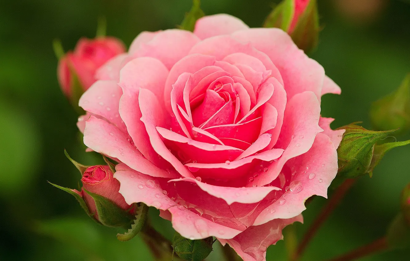 Photo wallpaper water, drops, roses, petals, pink, buds